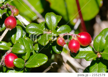 コケモモの実 2352579