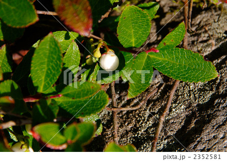 シラタマノキの実 2352581