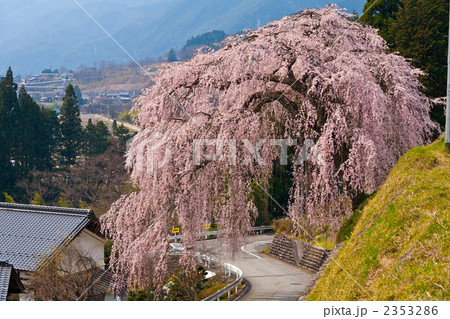 四美（しみ）の枝垂桜 2353286
