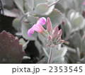 2353545