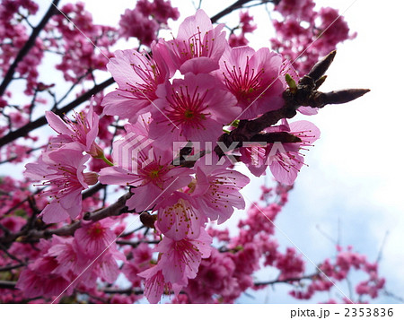 ヒカンザクラ カンヒザクラ 沖縄の桜の写真素材