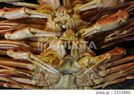 蟹 かに カニ 蟹 かに カニ 2353866