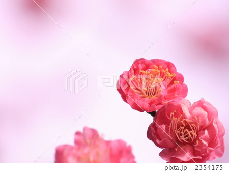 梅の花 2354175