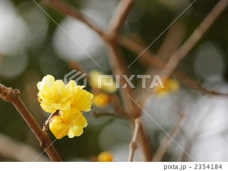 ロウバイの花 2354184