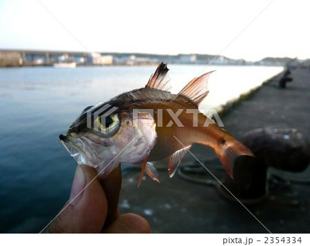 ネンブツダイ ネンブツダイ 2354334