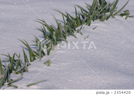 雪のネギ畑 2354420
