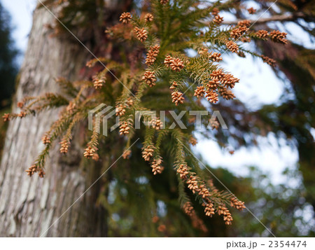 杉の花 スギ花粉 雄花 の写真素材