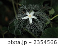 からすうりの花 2354566