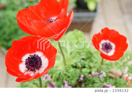 アネモネ アネモネ 2356132