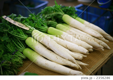 鎌倉野菜：大根 2356286