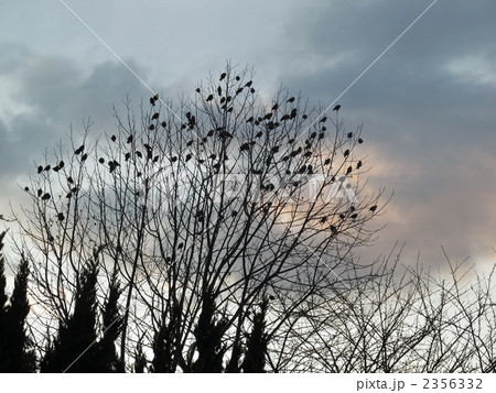 夕焼けの空と野鳥の群れ 夕焼けの空と野鳥の群れ 2356332