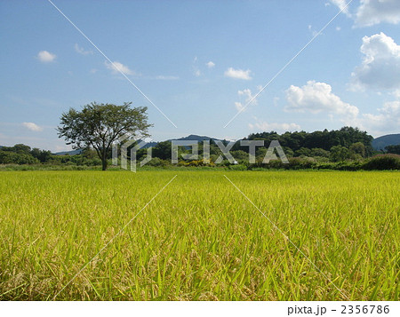 蒜山の秋の風景 蒜山の秋の風景 2356786