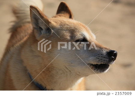 海岸の柴犬 海岸の柴犬 2357009