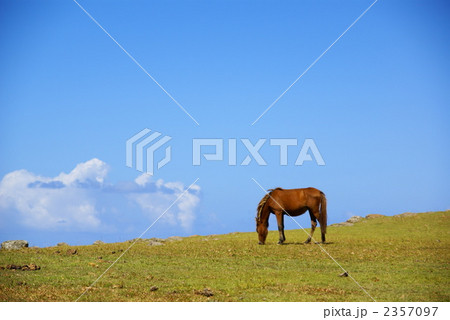 与那国馬 2357097
