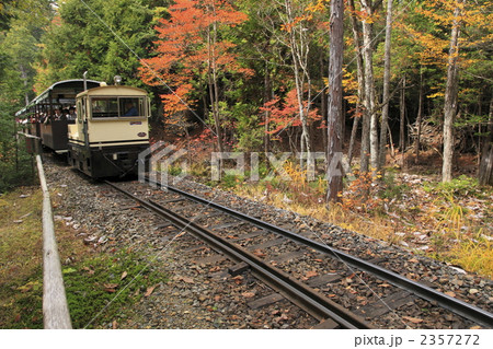 紅葉の赤沢自然休養林 紅葉の赤沢自然休養林 2357272