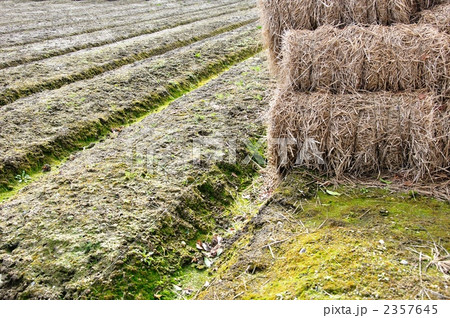 畑の藁束 2357645