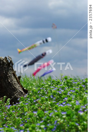 オオイヌノフグリ 2357694