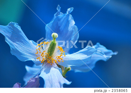 ヒマラヤの青けし けしの花 花の写真素材