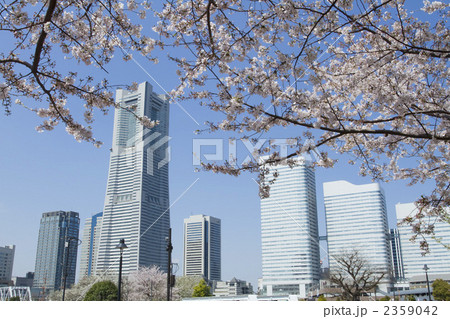 桜とランドマークタワー 2359042