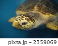 保護されたウミガメ 2359069