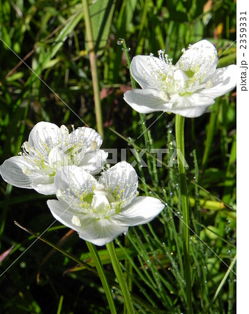 ウメバチソウ 高山植物 白い花の写真素材