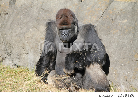 ごりら ゴリラ 野生動物の写真素材