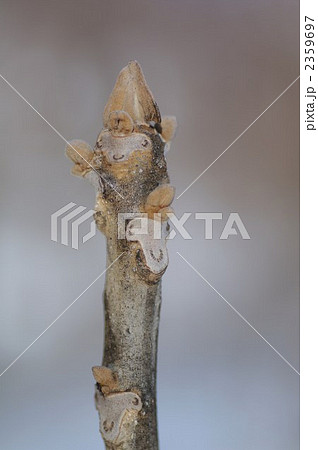 木の芽 木の芽 2359697