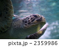 ウミガメ 2359986