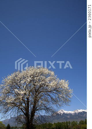 山梨の花と八ヶ岳 2360171