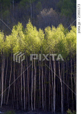 白樺の新緑 2360173