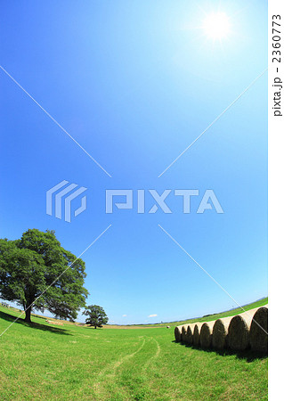 ハルニレの木 2360773