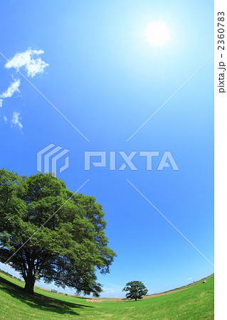 ハルニレの木 2360783