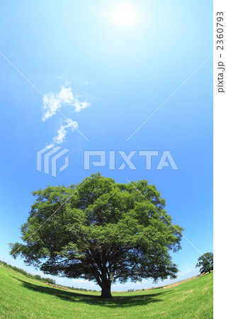 ハルニレの木 2360793