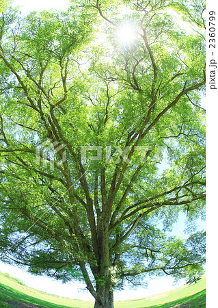 ハルニレの木 2360799