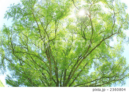 ハルニレの木 2360804