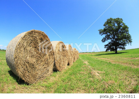 ハルニレの木 2360811