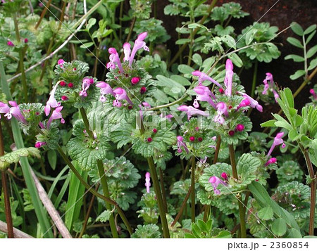 ホトケノザ ホトケノザ 2360854