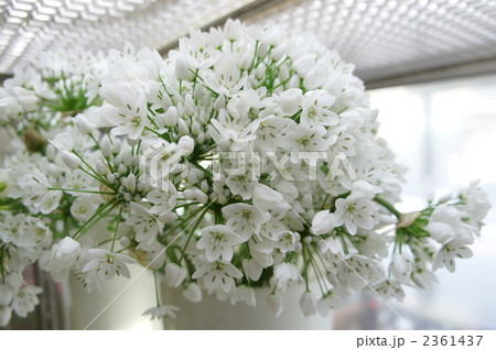 アリアム 2361437