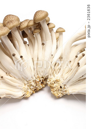 市販のブナシメジ 2361636
