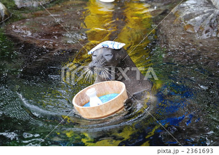 温泉アザラシ 温泉アザラシ 2361693