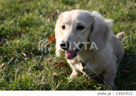 たくさん走って休憩しているミニチュアダックスの仔犬　クリームダックス 2362912