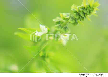 バジルの花 2362940