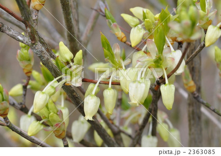 ドウダンツツジ ドウダンツツジ 2363085