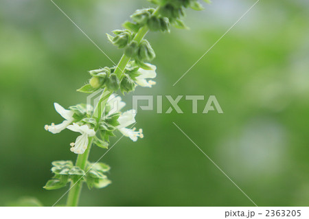 バジルの花 バジルの花 2363205