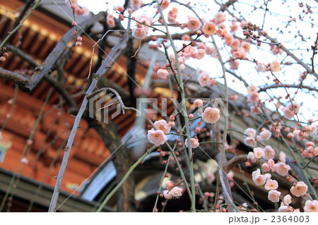 紅梅 (東京・湯島天神) 2364003