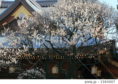 白梅 (東京・湯島天神) 2364007