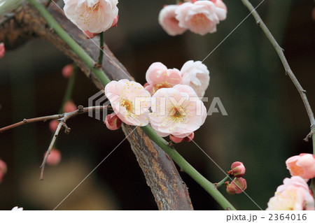 紅梅 (東京・湯島天神) 2364016
