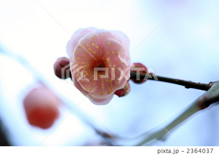 紅梅 (東京・湯島天神) 2364037