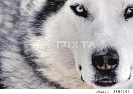 オオカミ 2364142