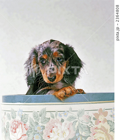 子犬　ミニチュア・ダックス 2364808